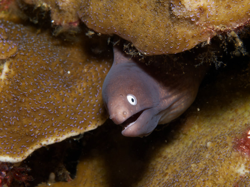 White Eyed Moray Eel